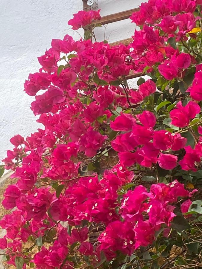 Cortijo Perejil, A Tranquil Mountain Escape & Private Pool Lejlighed Oria Eksteriør billede